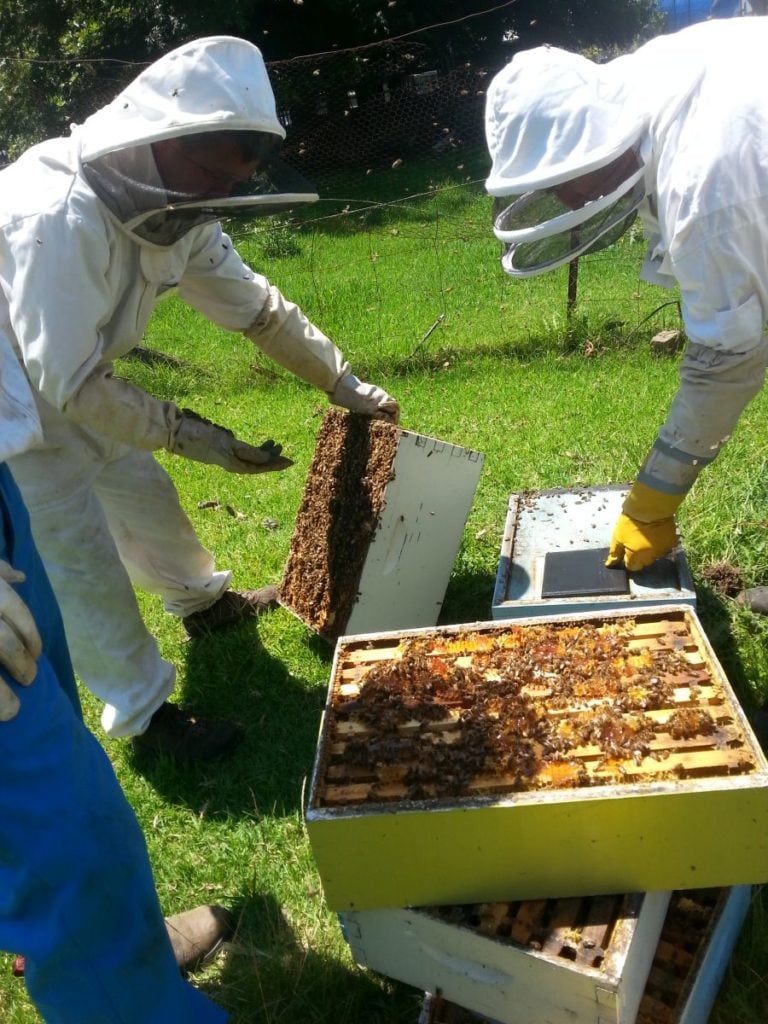 Nepean Beekeepers study the apiary | Image: Warwick Coghlan